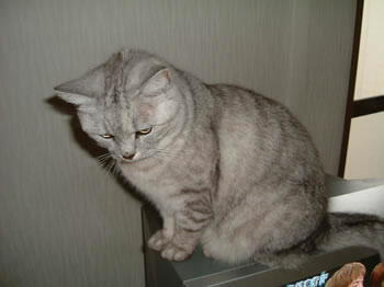 kyo-2.jpg