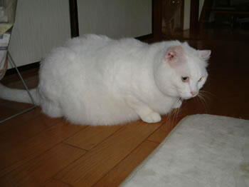 iori-2.jpg