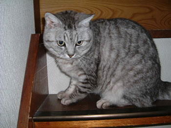 tora-1.jpg