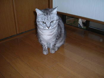 tora-2.jpg